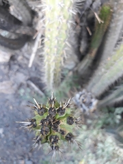 Corryocactus melanotrichus