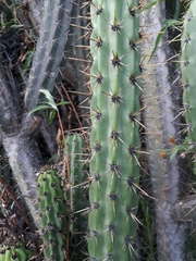 Corryocactus melanotrichus