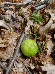 Amphibolips confluenta