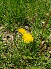 Taraxacum officinale