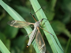 Tipula luna