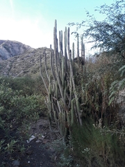 Corryocactus melanotrichus