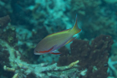 Pseudanthias huchtii