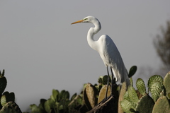 Ardea alba
