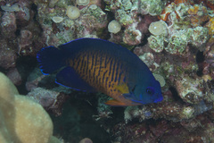 Centropyge bispinosa