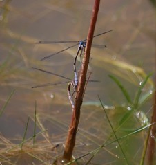 Lestes stultus