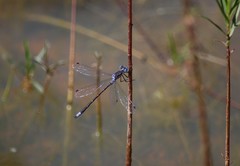 Lestes stultus