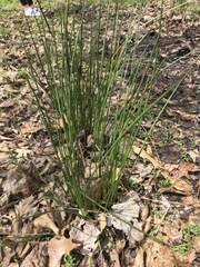 Allium schoenoprasum