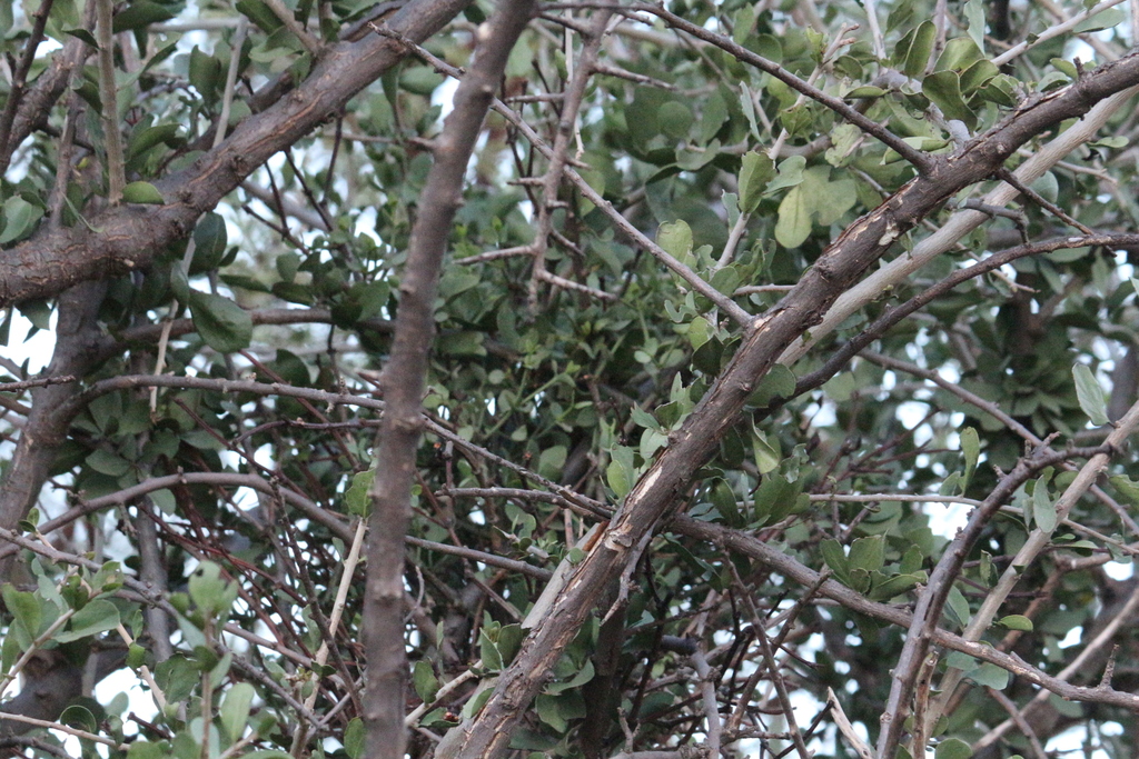 Redberry Mistletoe from Carletonville, 2499, South Africa on April 25 ...