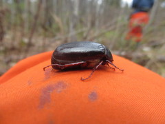 Phyllophaga drakii