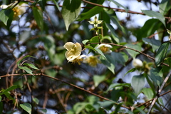 Philadelphus mexicanus