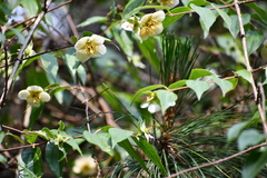 Philadelphus mexicanus