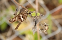 Chioides
