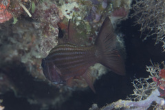 Cheilodipterus alleni