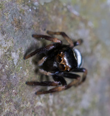 Ptocasius strupifer