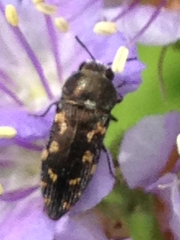 Acmaeodera tubulus