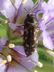 Acmaeodera tubulus