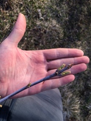 Acer negundo violaceum