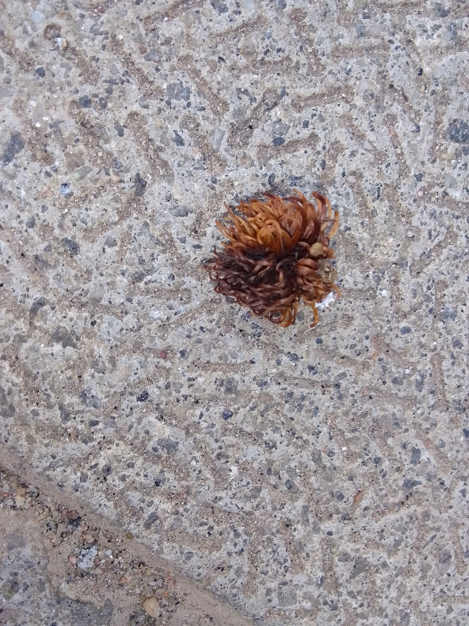 Imagem de Rambutan