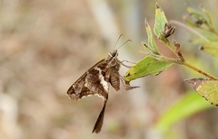 Chioides
