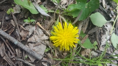 Taraxacum erythrospermum