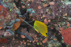 Forcipiger longirostris