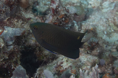 Pomacentrus burroughi