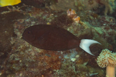Acanthurus thompsoni
