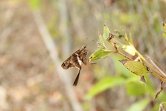 Chioides