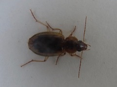 Tanystoma maculicolle