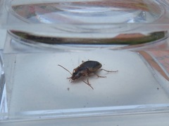 Tanystoma maculicolle