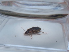 Tanystoma maculicolle