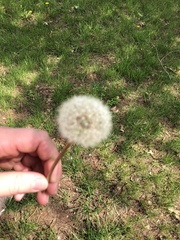 Taraxacum