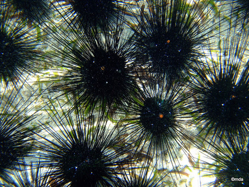 Black Longspine Urchin, photo 7 of 10