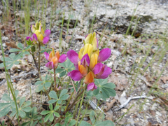 Lupinus stiversii