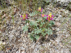 Lupinus stiversii