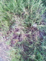 Poaceae