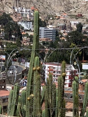 Corryocactus melanotrichus