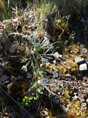 Silene nemoralis, photograph Pavel Kúr, CC0, iNaturalist via GBIF