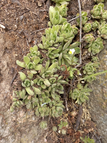 Sempervivum ruthenicum, photograph 6