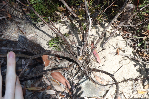 Banksia penicillata, photograph 2