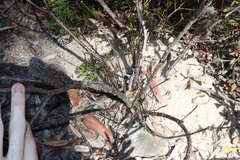 Banksia penicillata, photograph (c) Thomas Mesaglio, some rights reserved (CC BY)