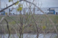 Haemorhous mexicanus