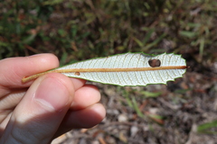 Banksia penicillata, photograph (c) Thomas Mesaglio, some rights reserved (CC BY)