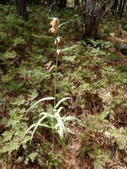 Fritillaria atropurpurea