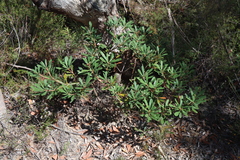 Banksia penicillata, photograph (c) Thomas Mesaglio, some rights reserved (CC BY)