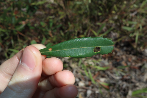 Banksia penicillata, photograph 4