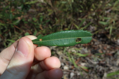 Banksia penicillata, photograph (c) Thomas Mesaglio, some rights reserved (CC BY)