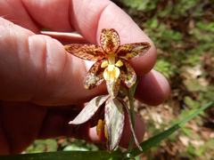 Fritillaria atropurpurea