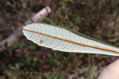 Banksia penicillata, photograph 6